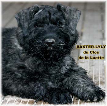 bouvier des flandres photo chiot - Elevage Clos Luette -  COPYRIGHT DEPOSE